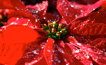 Close-up of a Poinsettia